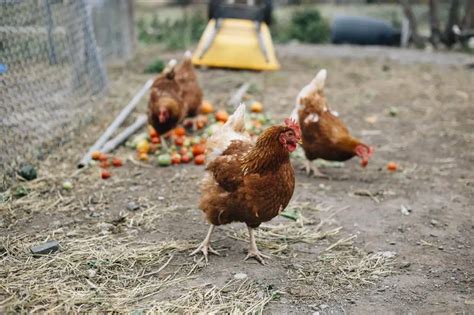 How To Compost Chicken Manure & Use It As Fertilizer | Will It Compost