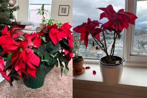 9 Causes Of Poinsettia Dying And Ways To Revive It Garden For Indoor