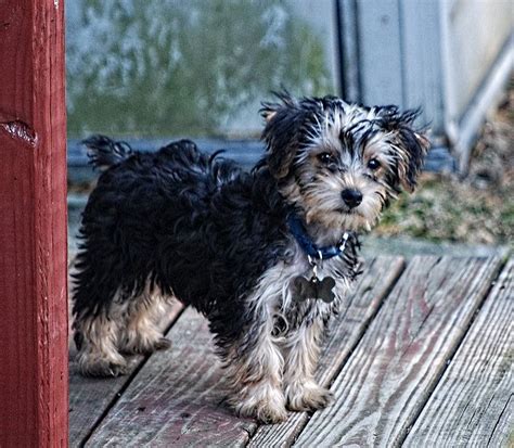 Silky Poo History Temperament Care Training Feeding And Pictures