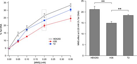 Comparison Of The MMS Induced DNA Damage Levels In HEK293 H36 And T2