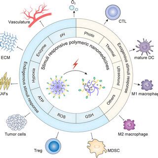 Design Of Hypoxia Responsive Nanomedicine Ce6 PTX2 Azo NP And Its