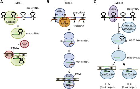 CRISPR Cas Systems Prokaryotes Upgrade To Adaptive Immunity Molecular