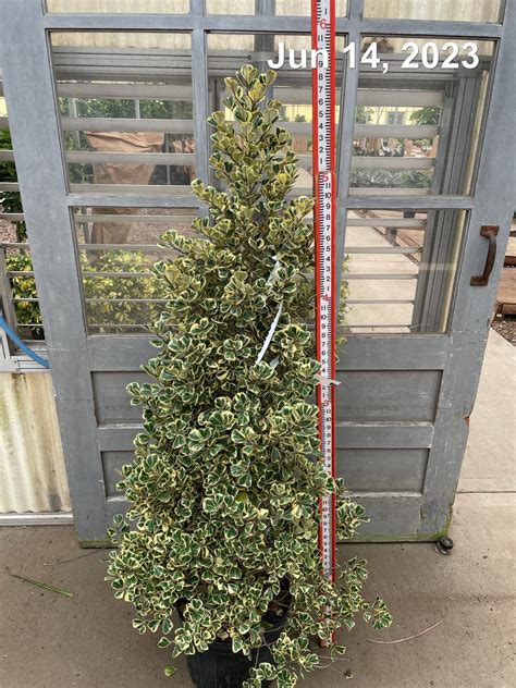 14 Ficus Triangularis VAR Column 6 Tri State Foliage In House