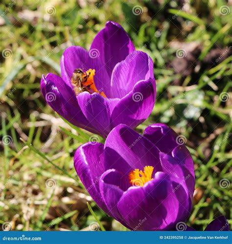 Honey Bee In Crocus Flower Stock Photo Image Of Spring 242395258