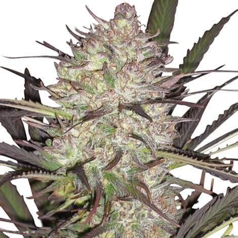 Durban Poison Strain | The Highest Crop