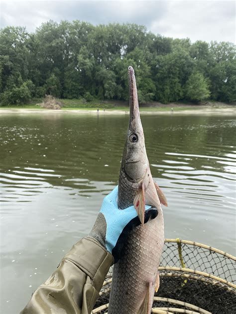 New Possession Limit For Gar Takes Effect March 1 On All Minnesota