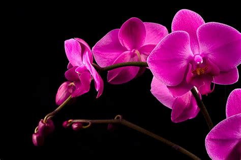 Pink Orchid Wallpaper - WallpaperSafari