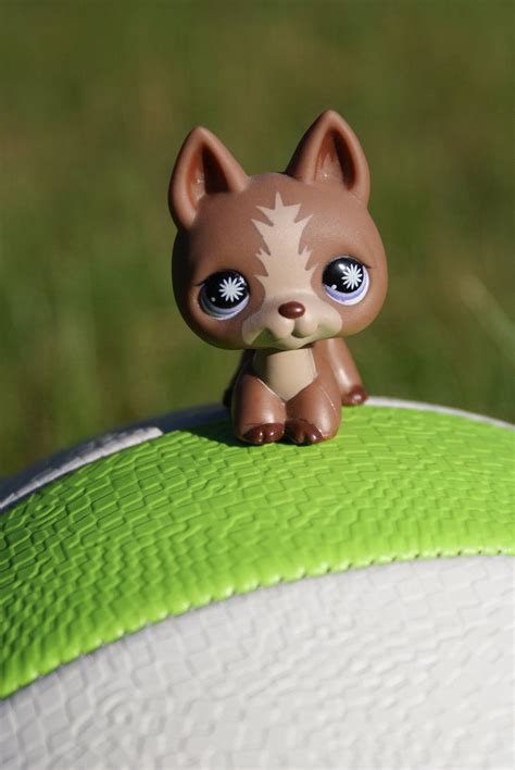 17 Best images about Lps on Pinterest | Cocker spaniel, Toys and Lps pets