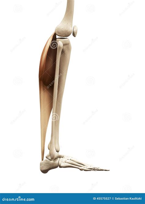 The Gastrocnemius Stock Illustration - Image: 45575527