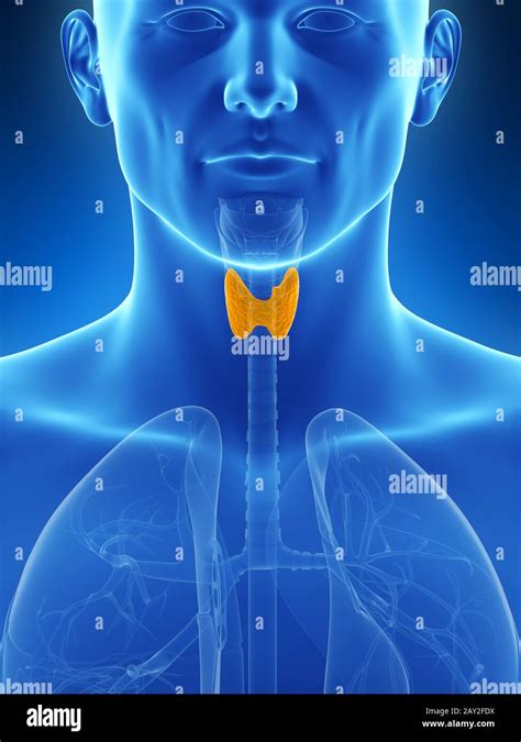 Ilustraci N D Prestados De La Gl Ndula Tiroides Fotograf A De Stock