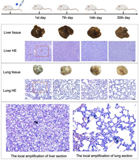 Histopathological Sections Of Liver And Lung On The 1st 7th 14th And