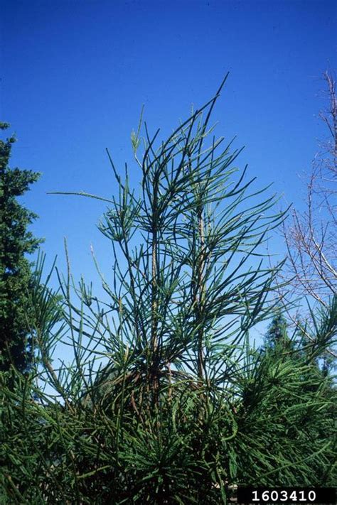 Japanese Cedar Cryptomeria Japonica