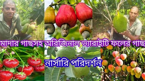 Rima Nursery Visit Fruit Plant Tree রিমা নার্সারি মাদার গাছসহ বিভিন্ন