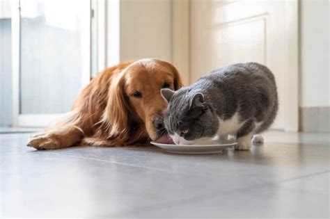 Help! My Dog Ate Cat Food - PatchPuppy.com