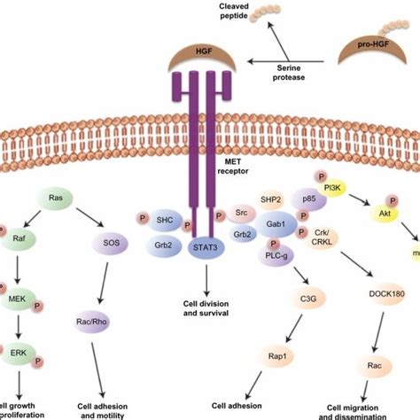 HGF MET Signaling Pathway Abbreviations HGF Hepatocyte Growth