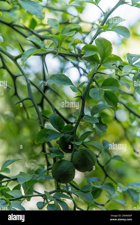 Japanese Bitter Orange Poncirus Trifoliata Rutaceae Rustic Citrus