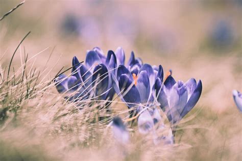 Premium Photo | Spring crocus flowers