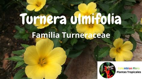 Turnera Ulmifolia O Marilope Familia Turneraceae Youtube