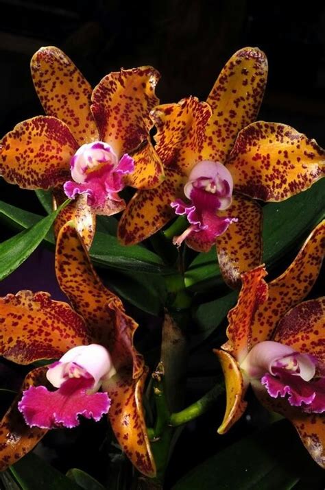 Blc Waianae Leopard Ching Hua Orchid Rare And Beautiful