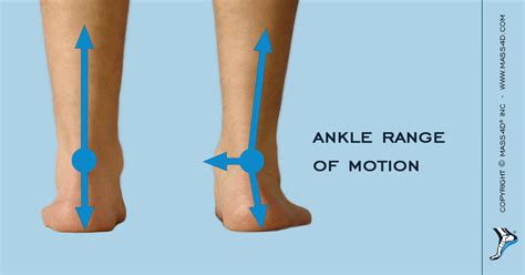 Ankle Range Of Motion