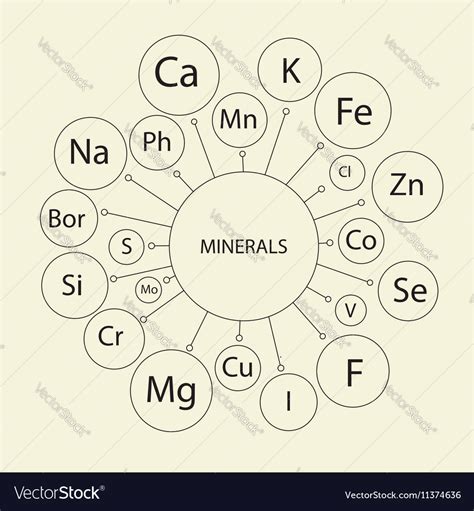 Basic Micronutrients Royalty Free Vector Image