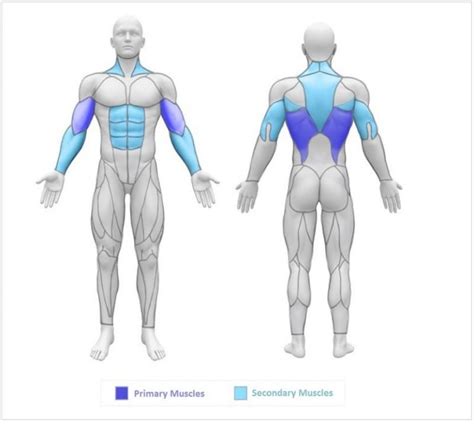 Chin Ups Muscles Worked - In depth Look at Each Muscle