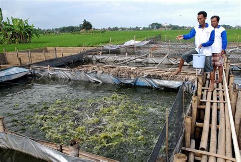 Cara Beternak Bibit Belut Medan Sumut Ternak Belut Organik Itu Mudah