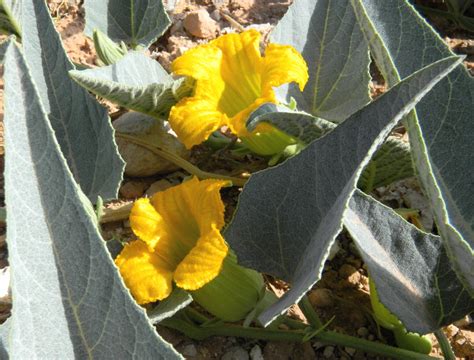 Buffalo Gourd — June 2011 | Deer Canyon Folks