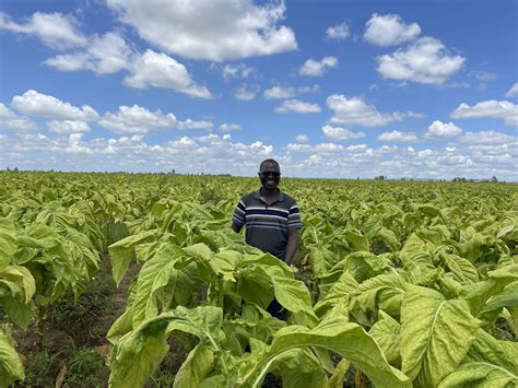 Tobacco And Agrarian Change In Southern Africa Future Agricultures