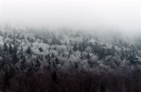 Free Images Tree Nature Forest Grass Branch Snow Winter Cloud