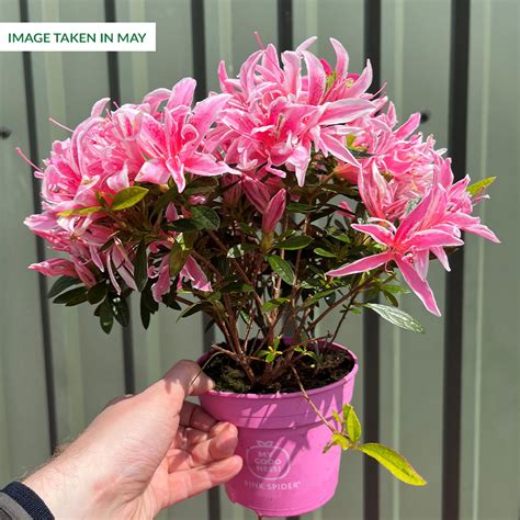 Buy Rhododendron Aj Pink Spider At Uk