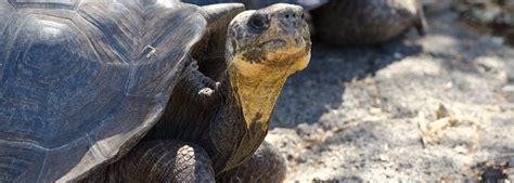 Giant Tortoise found on Fernandina Island - Species no longer extinct!