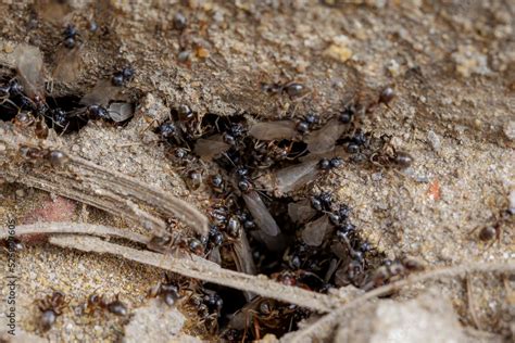 Flying ants, lasius niger, nest - macro shot Stock Photo | Adobe Stock