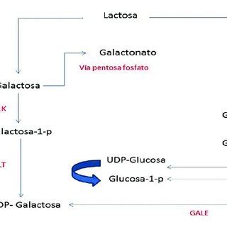 PDF Galactosemia Clásica deficiencia de Galactosa 1P