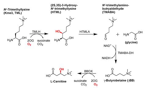 Ijms Free Full Text Trimethyllysine From Carnitine Biosynthesis To