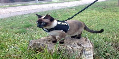 Fbi Cat Aww