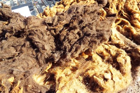 Raw Navajo-churro Sheep Wool Dark Brown With Lighter Tips - Etsy