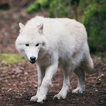 Animals at Northwest Trek: free-roaming, bears, cats, canines and more.