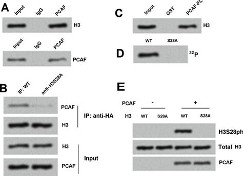 PCAF Play Roles In Phosphorylation Of H3S28 A Interaction Between H3