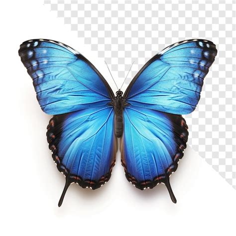 Illustration De Papillon Bleu Super Réaliste Sur Transparent PSD Premium