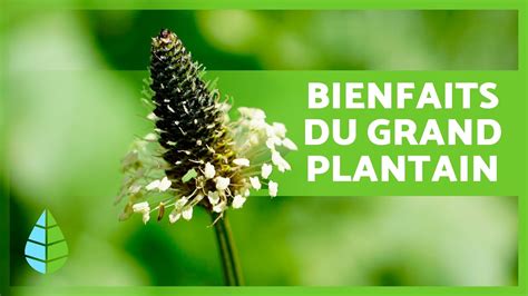 A Quoi Sert Le Grand Plantain Propri T S Bienfaits Et Consommation