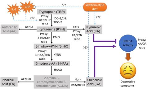 Frontiers Kynurenic Acid As A Biochemical Factor Underlying The