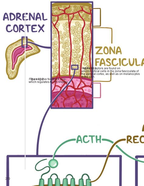 Growth hormone and somatostatin - Osmosis