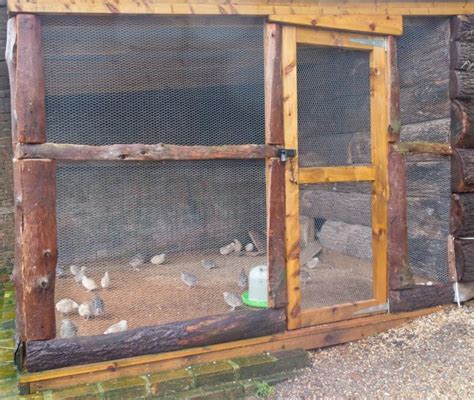 Best Quail Cages That Make Raising Quail Easy