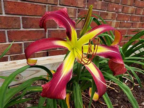 Spider Daylilies 2023