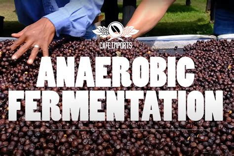 What Is Anaerobic Fermentation In Coffee A New Cafe Imports Video