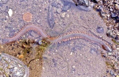 burrowing-sandworm - Bowen Island Conservancy