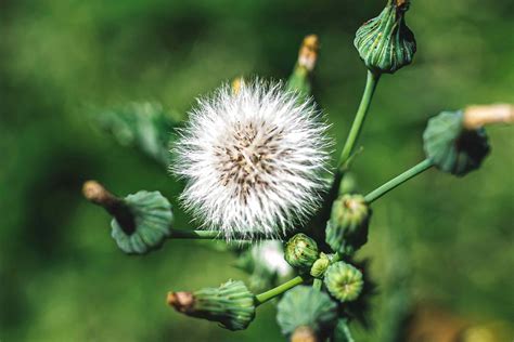 Common Garden Weeds Identification