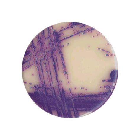 Chromogenic Salmonella Agar Rapid Biorad 90mm Plate Southern Group Laboratory