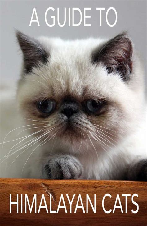 Himalayan Cat - A Guide To The Breed - The Happy Cat Site